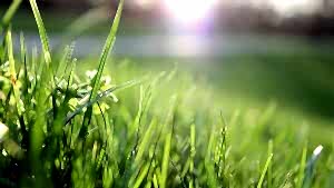 Hazır Çimle Ekme Çim Farkı Nedir